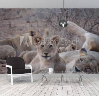 Picture of Cub and lioness